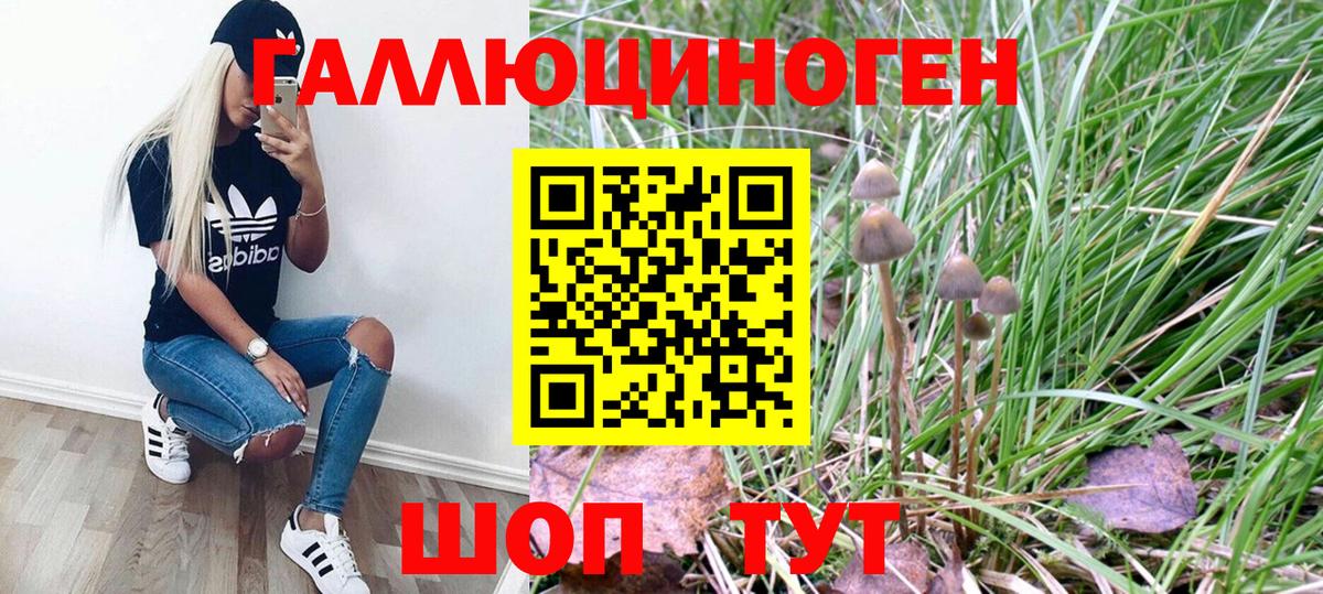 Псилоцибиновые грибы Psilocybe Таганрог